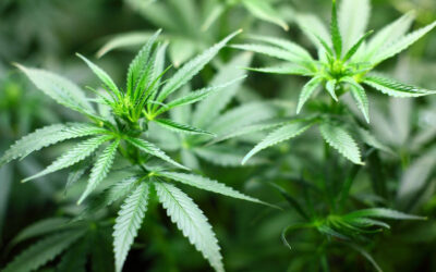 Commercial Cannabis Update | 3.11.22