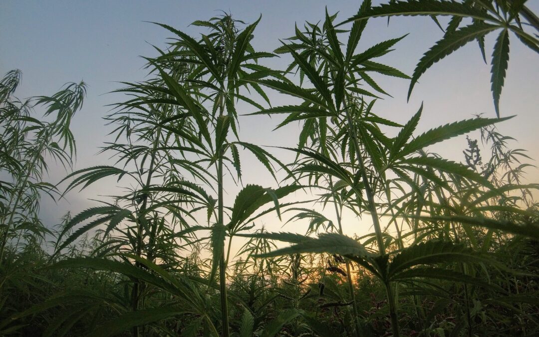 cannabis plants visual