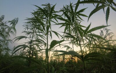 Commercial Cannabis Update | 1.22.22